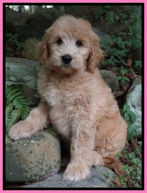 Ivory Talon pups 8 wks old201