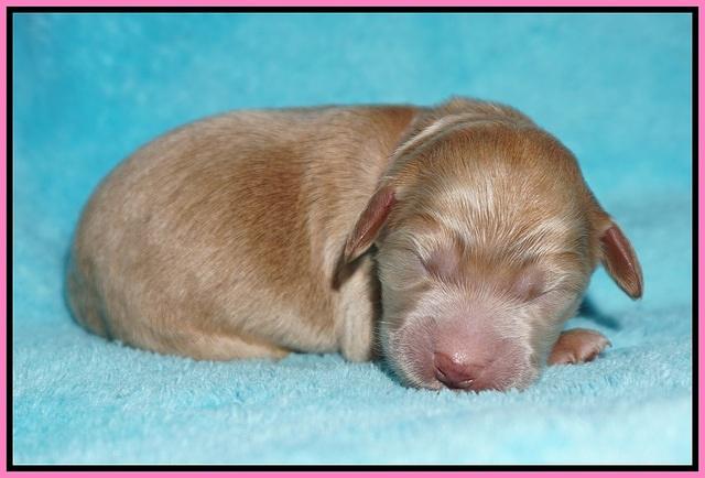 Ivory Talon pups newborn 1 day old 41
