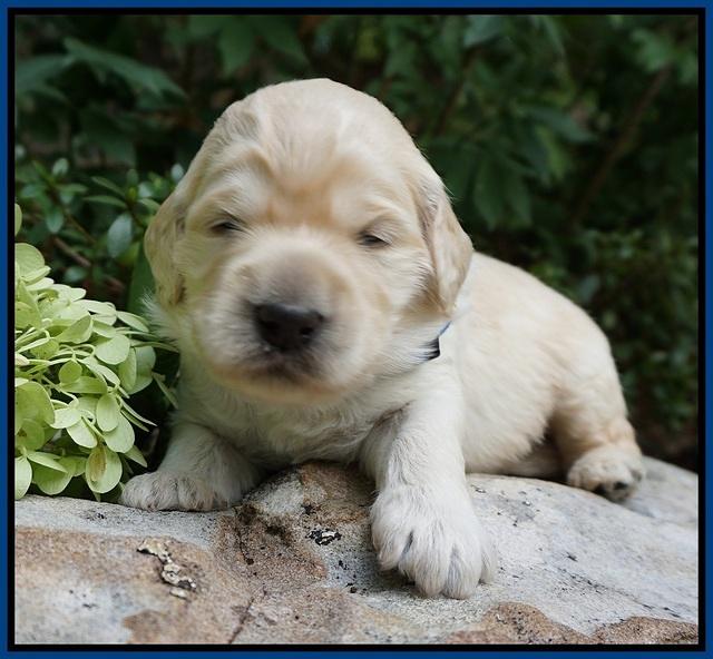 Ivory Talon pups 2 wks old 41