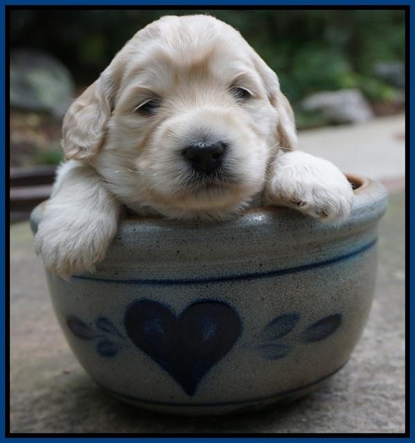 Ivory Talon pups 3 wks old 61