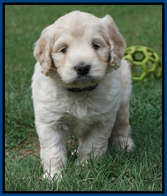 Ivory Talon pups 5 wks old 61