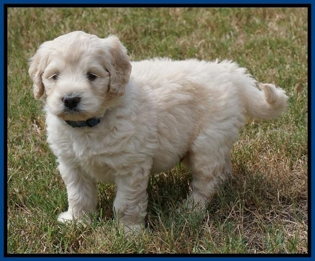 Ivory Talon pups 5 wks old 91