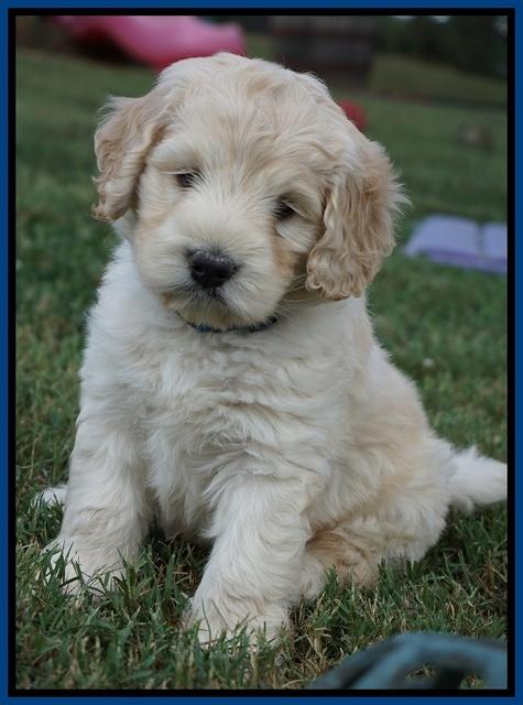 Ivory Talon pups 6 wks old111