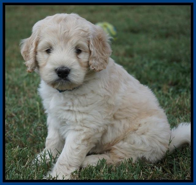 Ivory Talon pups 6 wks old91