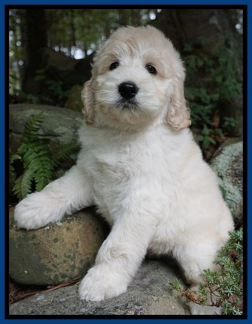 Ivory Talon pups 8 wks old131