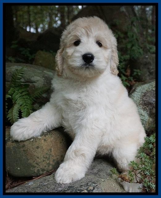 Ivory Talon pups 8 wks old141