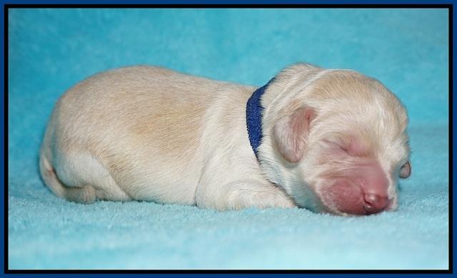 Ivory Talon pups newborn 1 day old 61