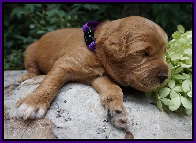 Ivory Talon pups 2 wks old 3100