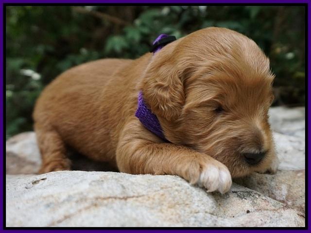 Ivory Talon pups 2 wks old 4100
