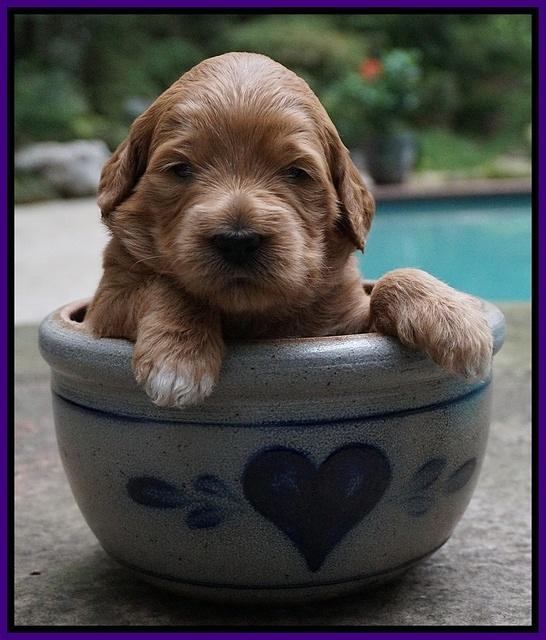 Ivory Talon pups 3 wks old 101