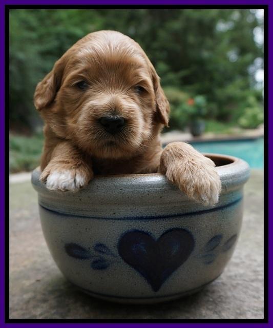Ivory Talon pups 3 wks old 71