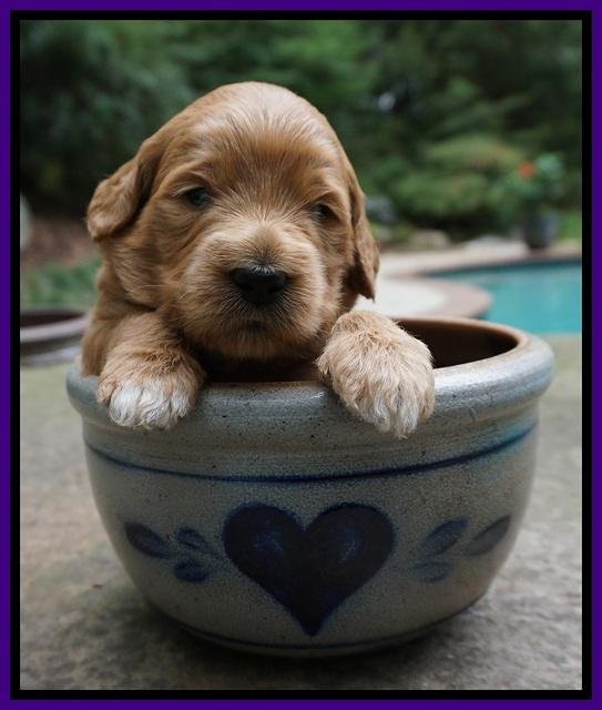 Ivory Talon pups 3 wks old 81