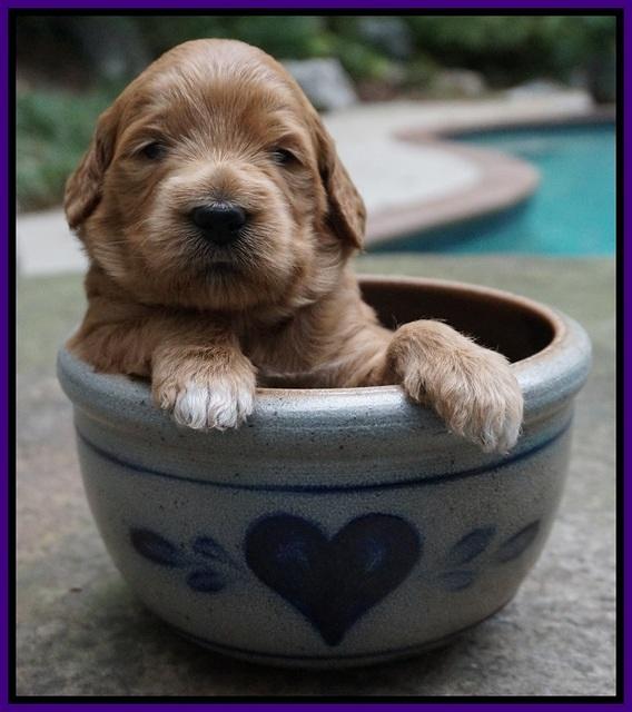 Ivory Talon pups 3 wks old 91