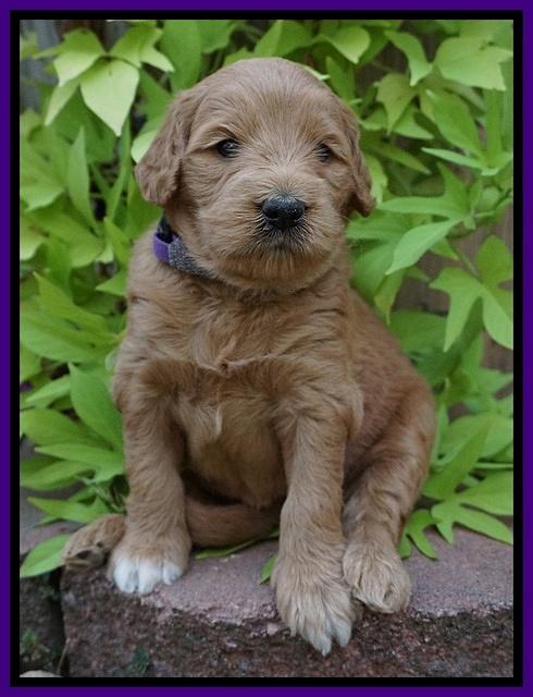Ivory Talon pups 4 wks old 101