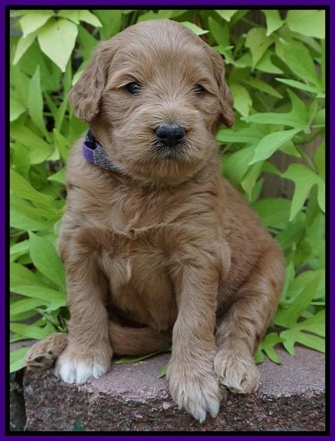 Ivory Talon pups 4 wks old 91