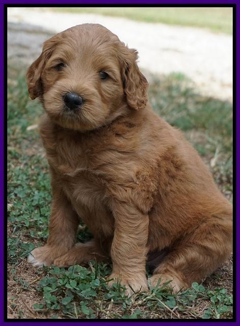 Ivory Talon pups 5 wks old 101
