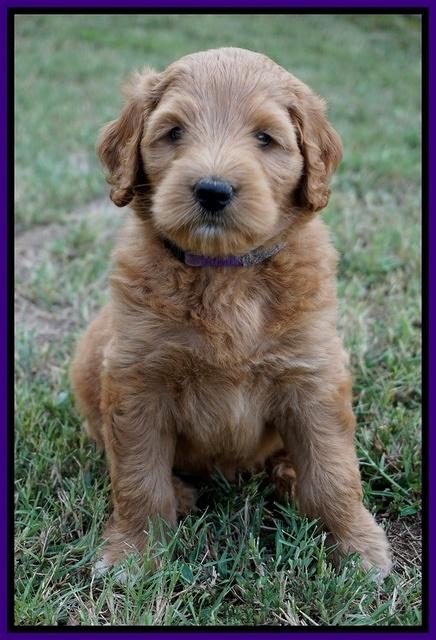Ivory Talon pups 6 wks old141