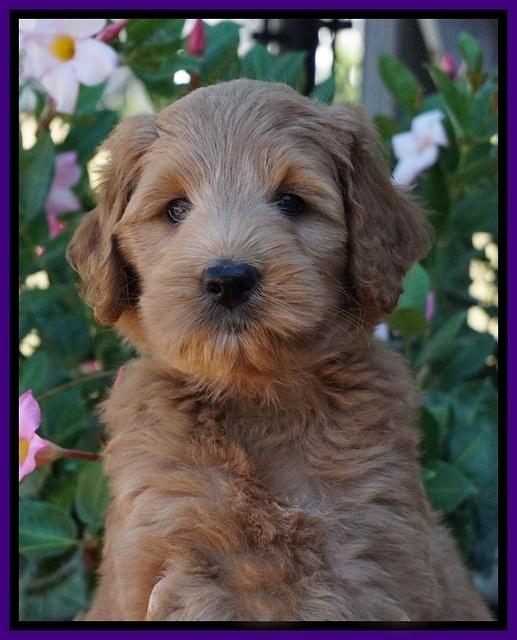 Ivory Talon pups 7 wks old 101