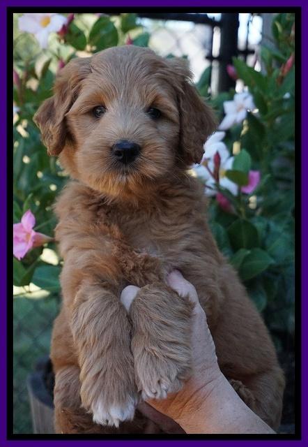 Ivory Talon pups 7 wks old 81