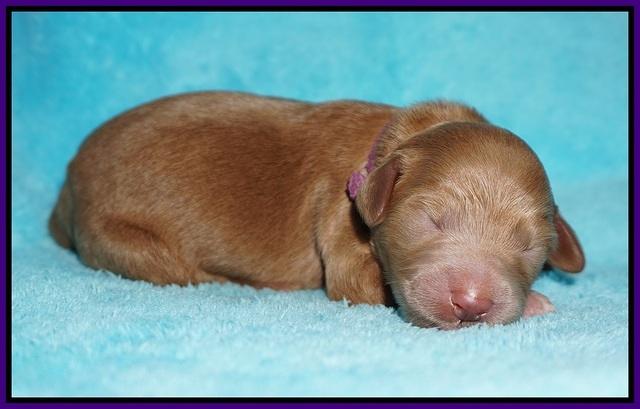 Ivory Talon pups newborn 1 day old 81