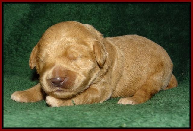 Ivory Talon pups 1 wk old11!