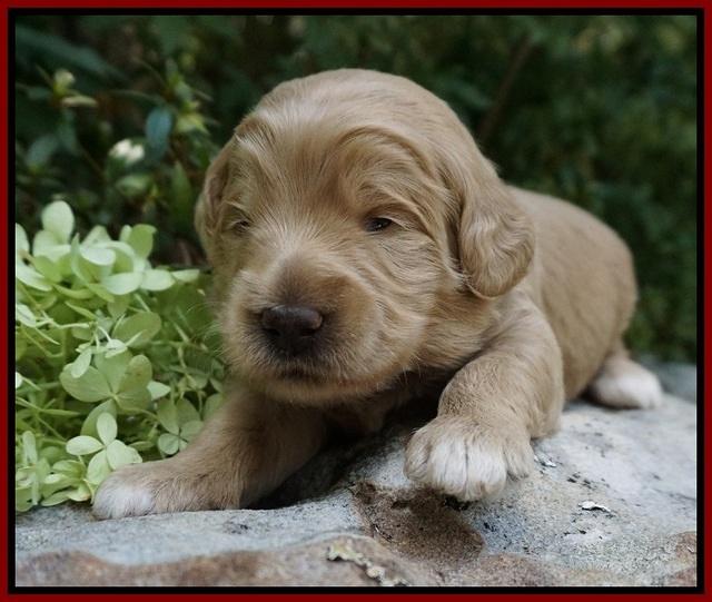 Ivory Talon pups 2 wks old 101