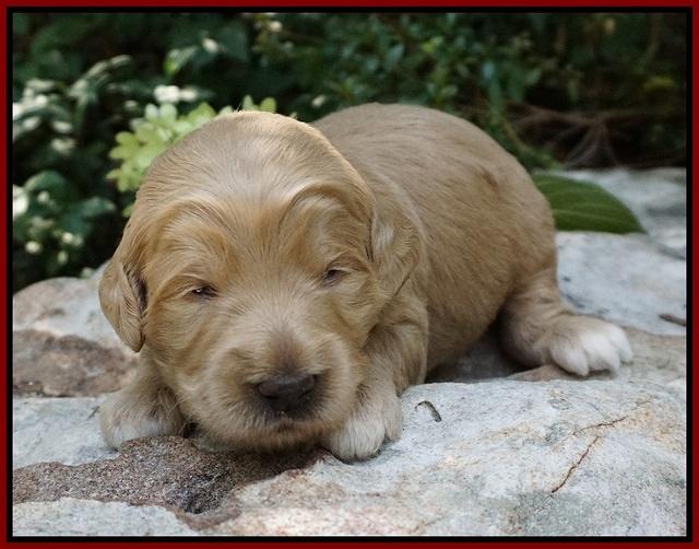 Ivory Talon pups 2 wks old 81