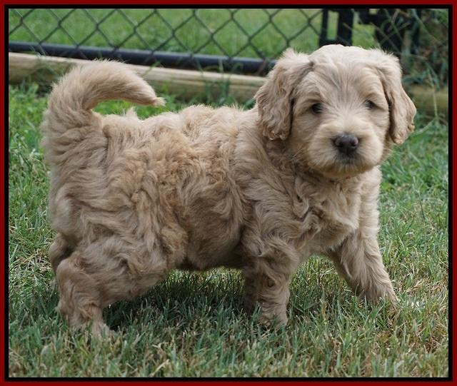 Ivory Talon pups 5 wks old 151