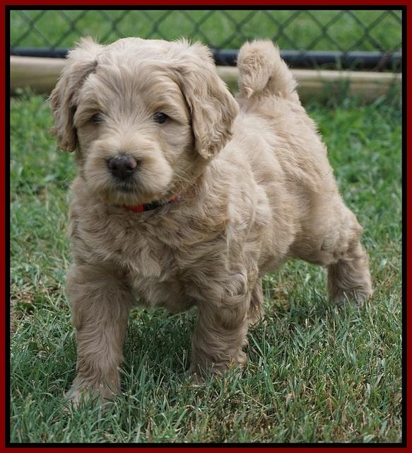 Ivory Talon pups 5 wks old 171