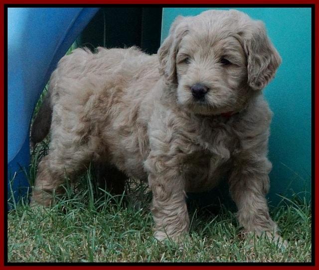 Ivory Talon pups 5 wks old 181