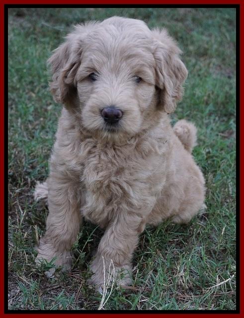 Ivory Talon pups 6 wks old181