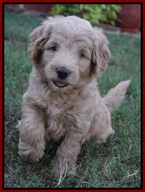 Ivory Talon pups 6 wks old201