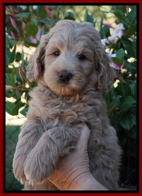 Ivory Talon pups 7 wks old 131