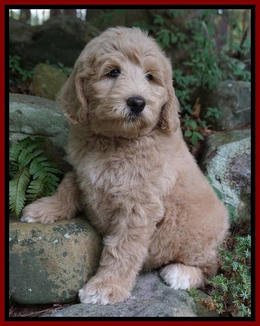Ivory Talon pups 8 wks old231