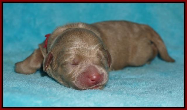 Ivory Talon pups newborn 1 day old 101