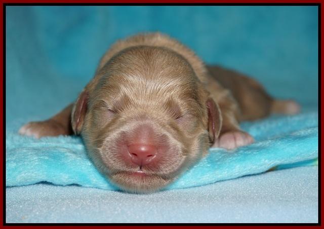 Ivory Talon pups newborn 1 day old 111