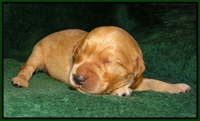 Ivory Talon pups 1 wk old16!