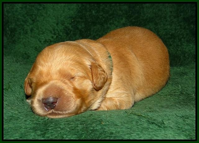 Ivory Talon pups 1 wk old17!