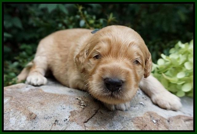 Ivory Talon pups 2 wks old 121