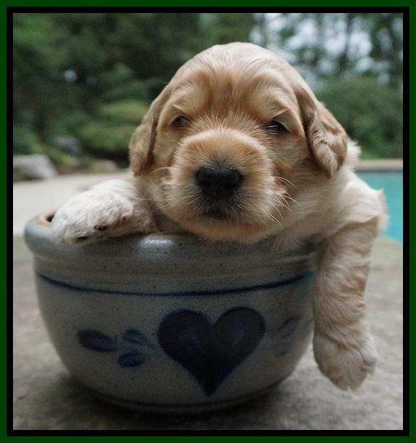 Ivory Talon pups 3 wks old 201