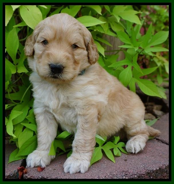 Ivory Talon pups 4 wks old 171