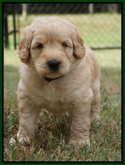 Ivory Talon pups 5 wks old 201
