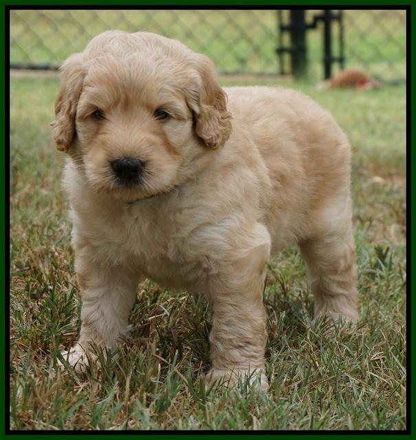 Ivory Talon pups 5 wks old 211