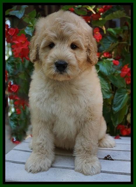 Ivory Talon pups 8 wks old51