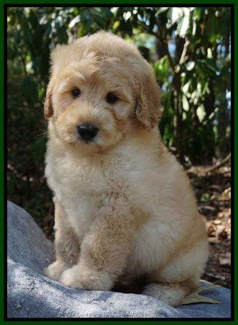 Ivory Talon pups 8 wks old61