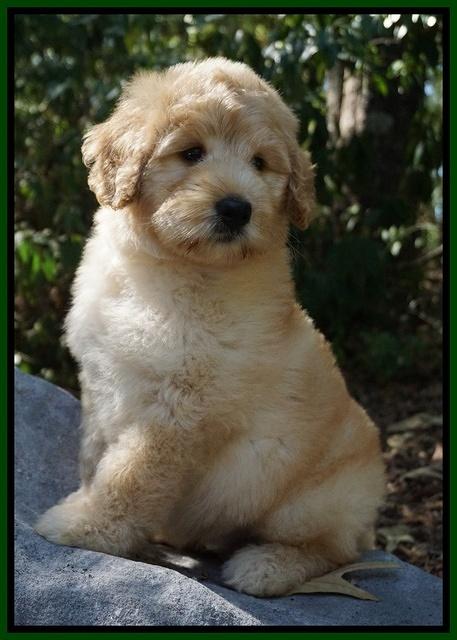 Ivory Talon pups 8 wks old71