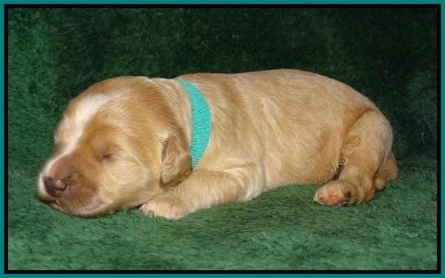 Ivory Talon pups 1 wk old18!