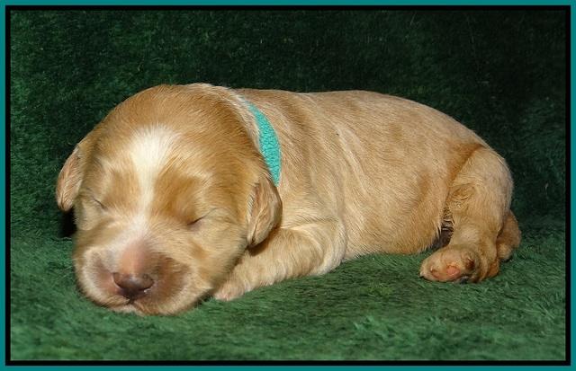 Ivory Talon pups 1 wk old19!