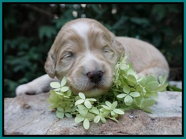 Ivory Talon pups 2 wks old 161