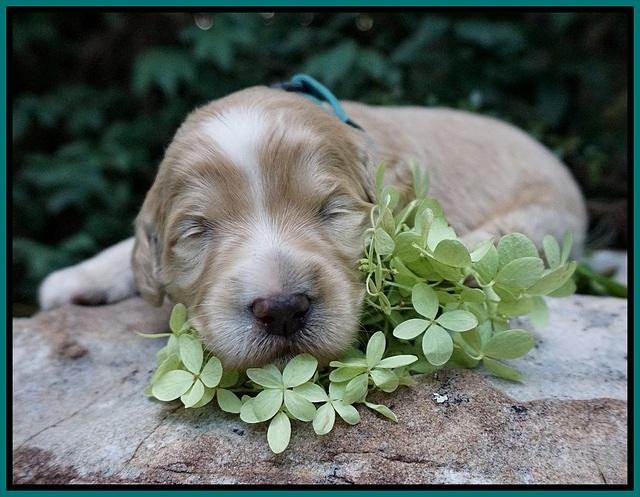 Ivory Talon pups 2 wks old 171